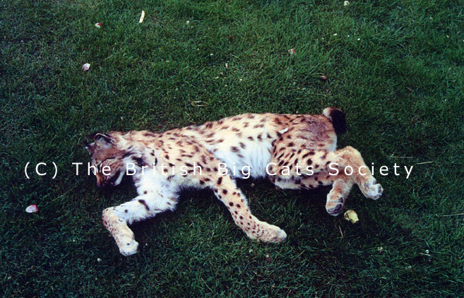 British Big Cats British Big Cats Society Prove And Protect Big Cat 